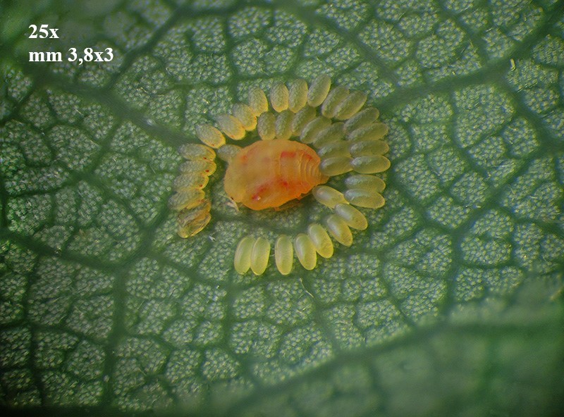 Phylloxera quercus